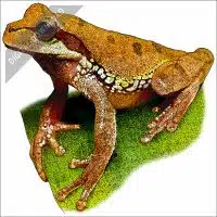 Blue-Spotted Mexican Tree Frog stock drawing