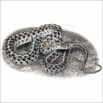 Checkered Garter Snake drawing