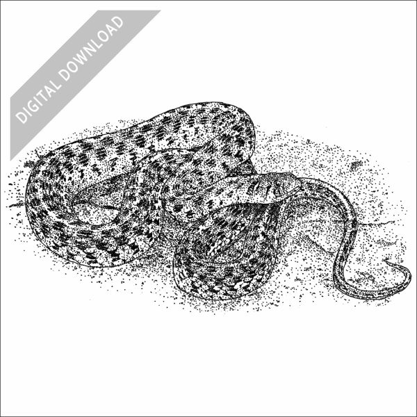 Checkered Garter Snake black and white stock image