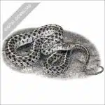 Checkered Garter Snake stock image