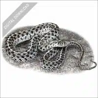 Checkered Garter Snake stock image