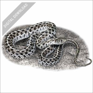 Checkered Garter Snake stock image