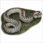 Common European Viper drawing