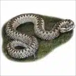 Common European Viper drawing