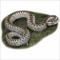 Common European Viper drawing