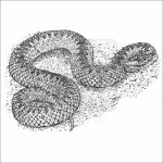 Common European Viper black and white drawing