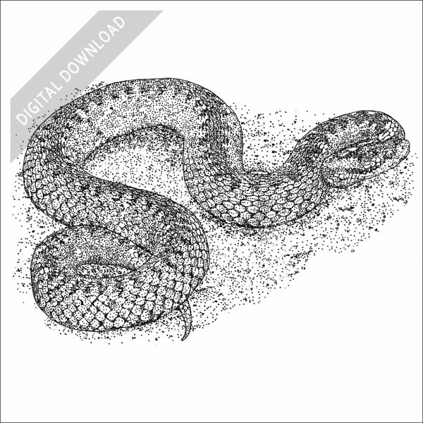 Common European Viper black and white stock drawing