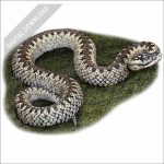 Common European Viper stock image