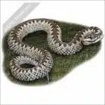 Common European Viper stock image
