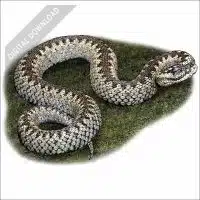 Common European Viper stock image