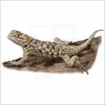 Desert Spiny Lizard illustration