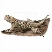Desert Spiny Lizard illustration