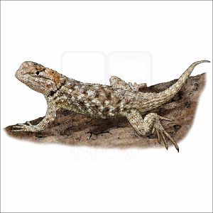 Desert Spiny Lizard illustration