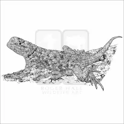 Desert Spiny Lizard black and white drawing