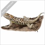 Desert Spiny Lizard stock image