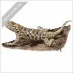 Desert Spiny Lizard stock image