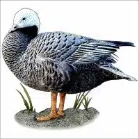 Emperor Goose illustration