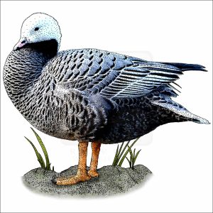 Emperor Goose illustration