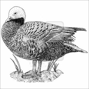 Emperor Goose black and white drawing