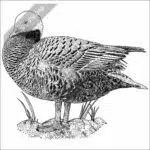 Emperor Goose black and white stock drawing