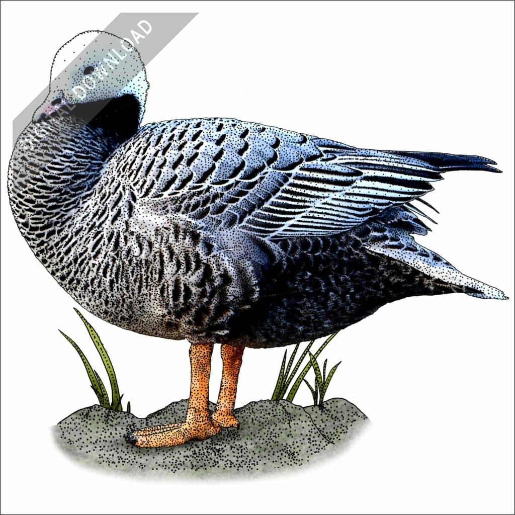 Emperor Goose Pattern Stock Art Drawing of an Emperor Goose