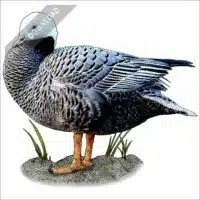 Emperor Goose stock illustration