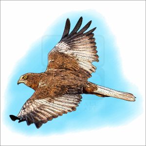 Western or Eurasian Marsh Harrier illustration