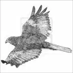 Eurasian or Western Marsh Harrier black and white drawing