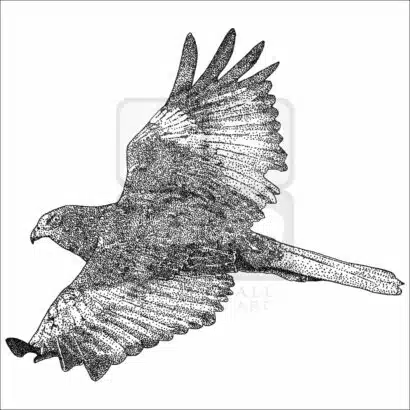 Eurasian or Western Marsh Harrier black and white drawing