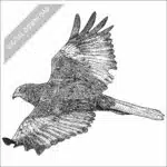 Eurasian Marsh Harrier black and white stock drawing