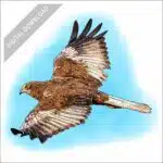 Western or Eurasian Marsh Harrier illustration