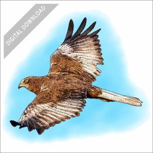 Western or Eurasian Marsh Harrier illustration