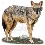 Golden Jackal drawing