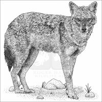 Golden Jackal black and white drawing