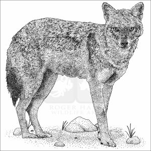 Golden Jackal black and white drawing