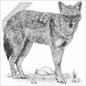 Golden Jackal black and white stock drawing