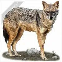 Golden Jackal stock art drawing