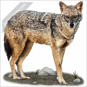Golden Jackal stock art drawing