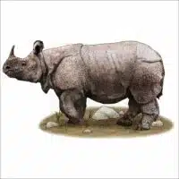 Javan Rhinoceros illustration