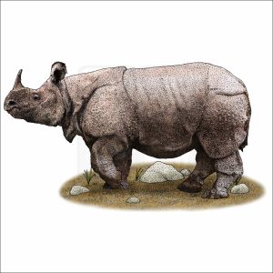 Javan Rhinoceros illustration