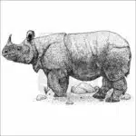 Javan Rhinoceros black and white drawing