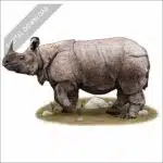 Javan Rhinoceros stock image