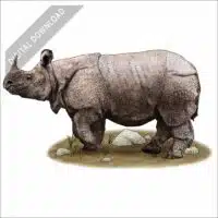 Javan Rhinoceros stock image