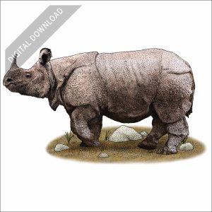 Javan Rhinoceros stock image