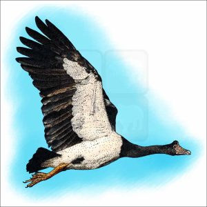 Magpie Goose illustration