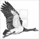 Magpie Goose black and white illustration