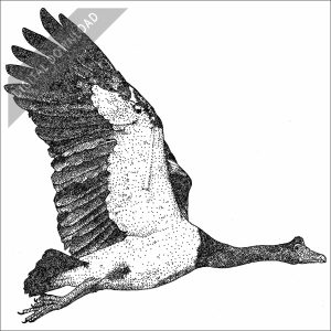 Magpie Goose black and white stock image