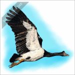 Magpie Goose stock image