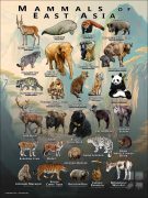 Mammals of the East Asia poster