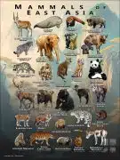 Mammals of the East Asia poster